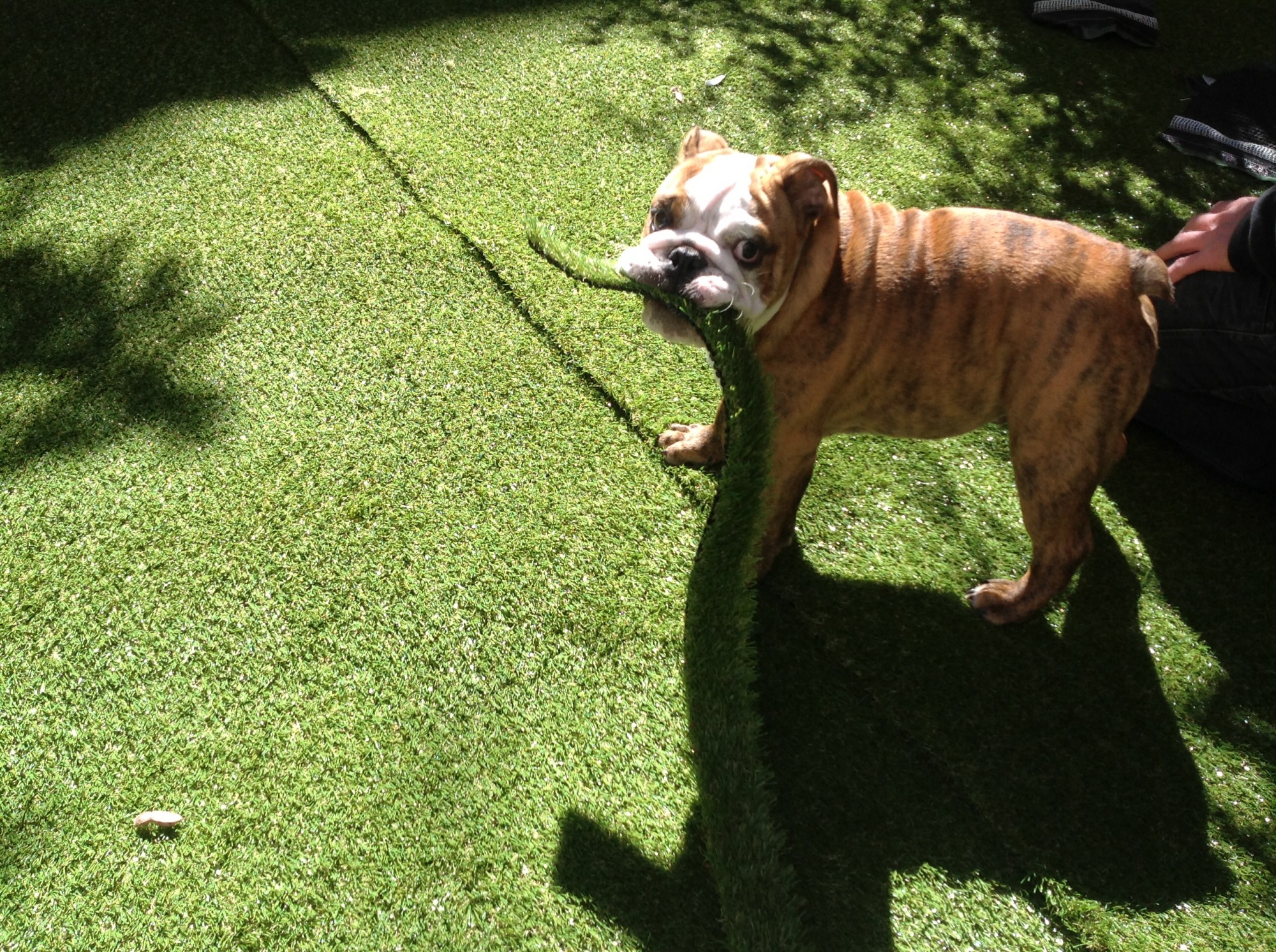 Une visite d'un chien lors de l'installation d'un gazon synthétique
