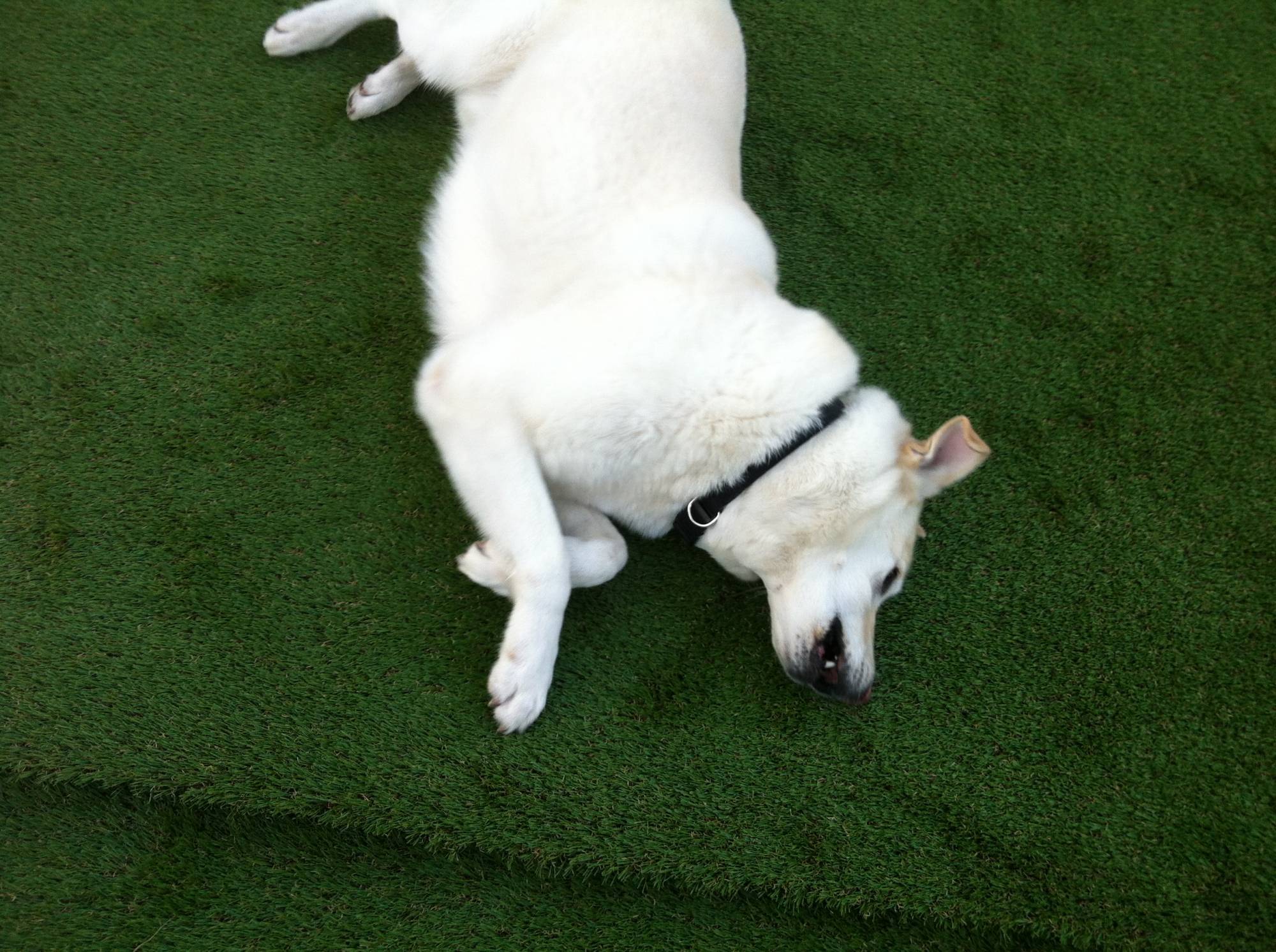 Chien et gazon synthétique