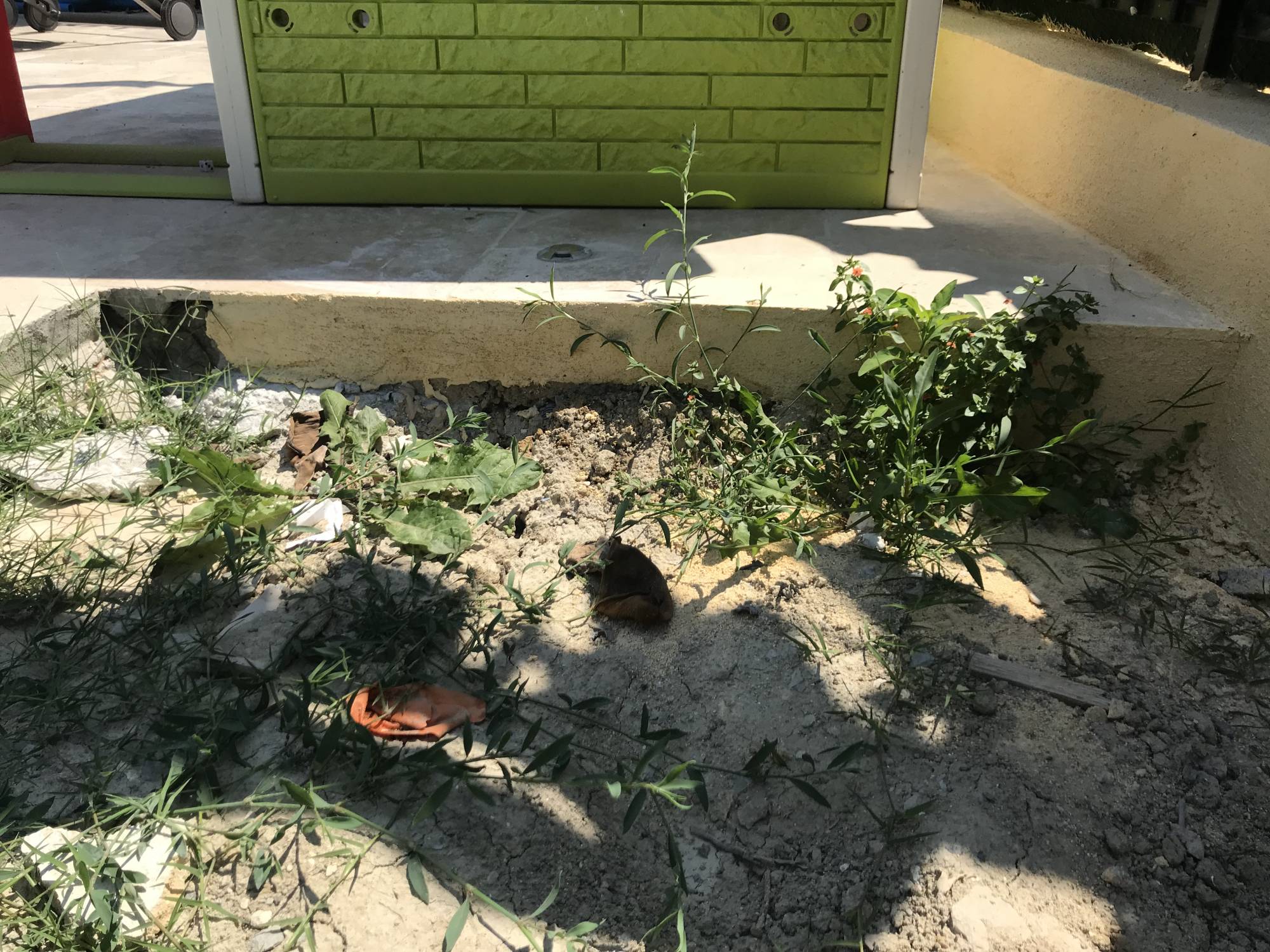 rattrapage de niveau pour poser le gazon synthétique