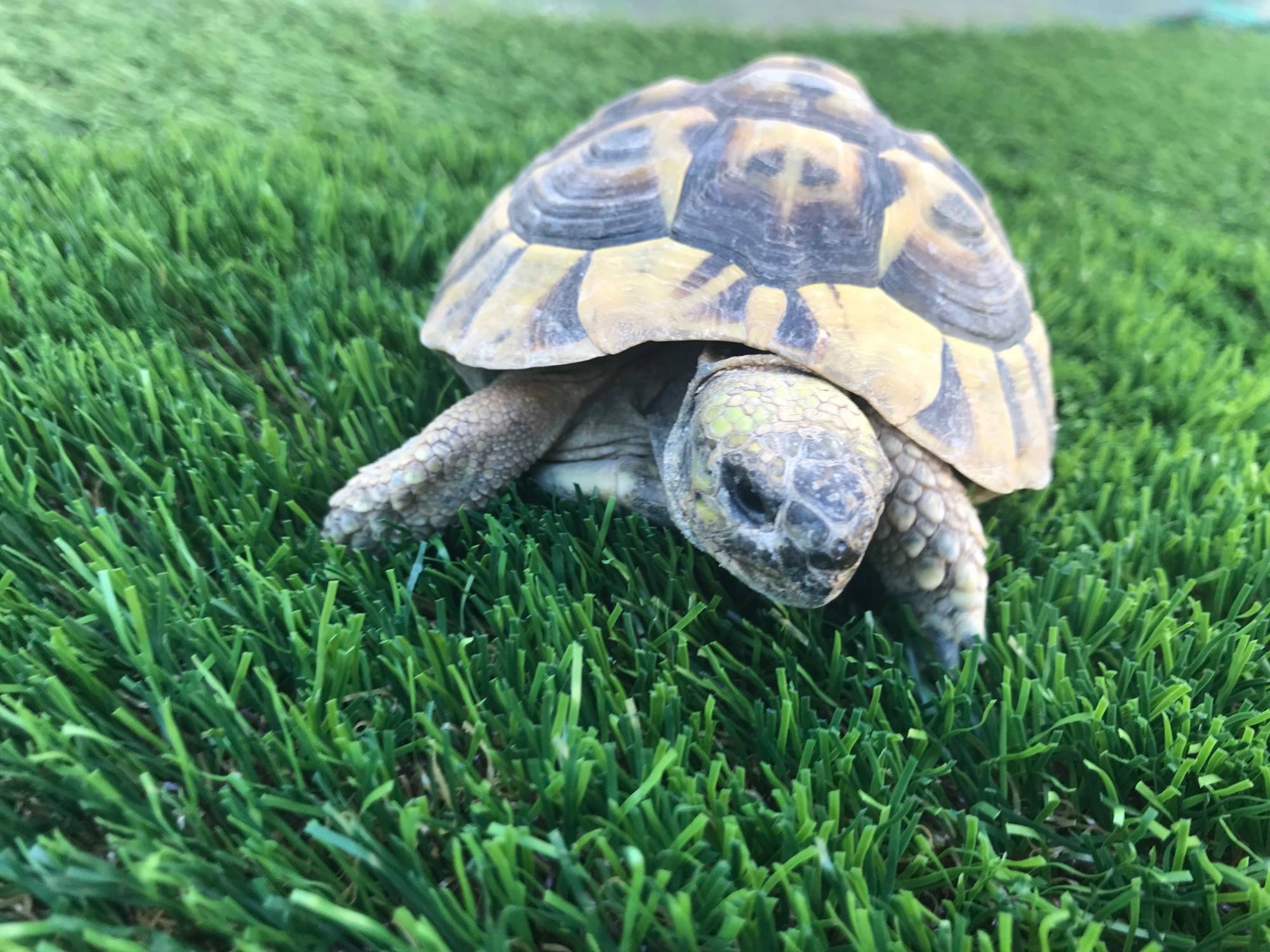 Pelouse synthétique à plan de Campagne