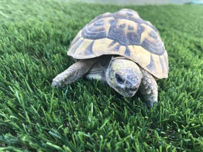 Notre zone d'activité pour ce service Acheter du gazon synthétique pas cher