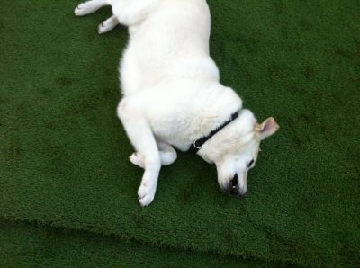 Nos prestations sur le secteur de www.universgazons.com